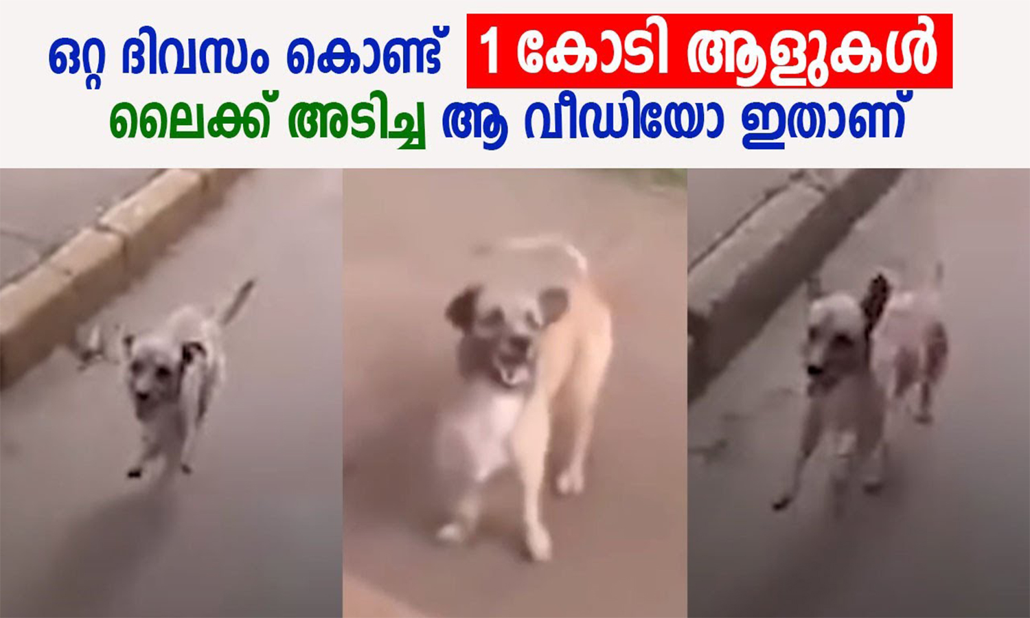 Dog's Love Goes Viral