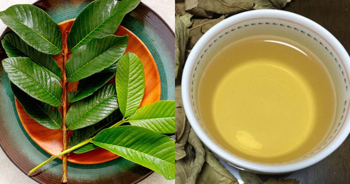 Guava leaves benefit
