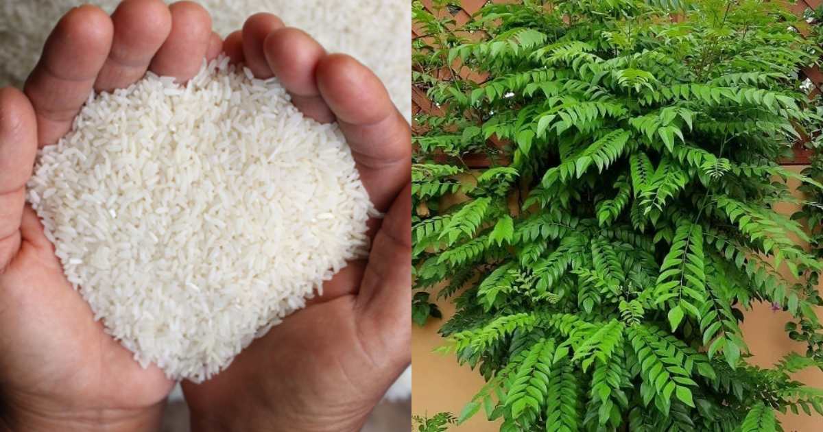 Curry Leaves Cultivation Using Raw Rice