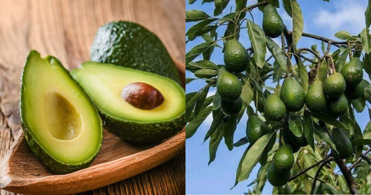 Easy Avocado Cultivation tips