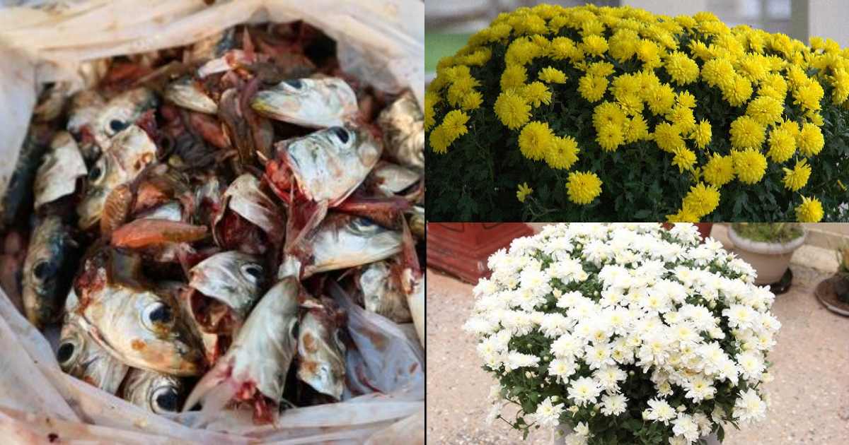 Jamanthy Plant Flowering tips