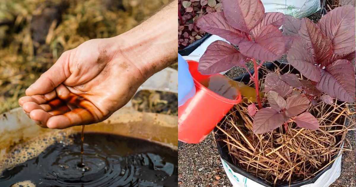 Organic manure pesticides