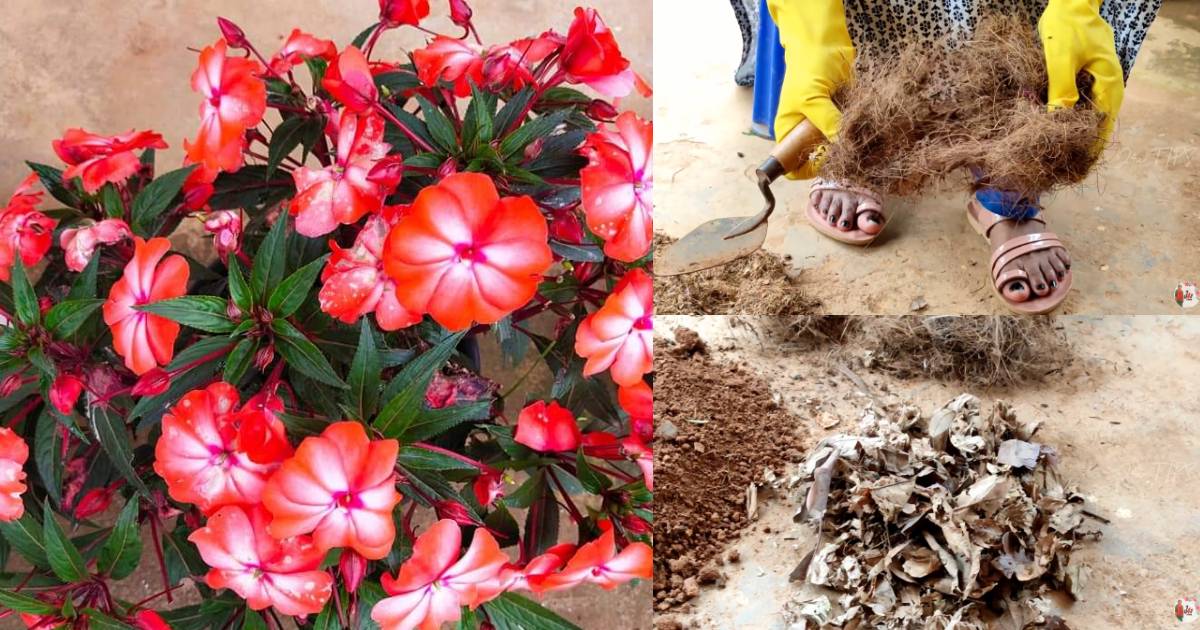 Planting Chinese balsam plants