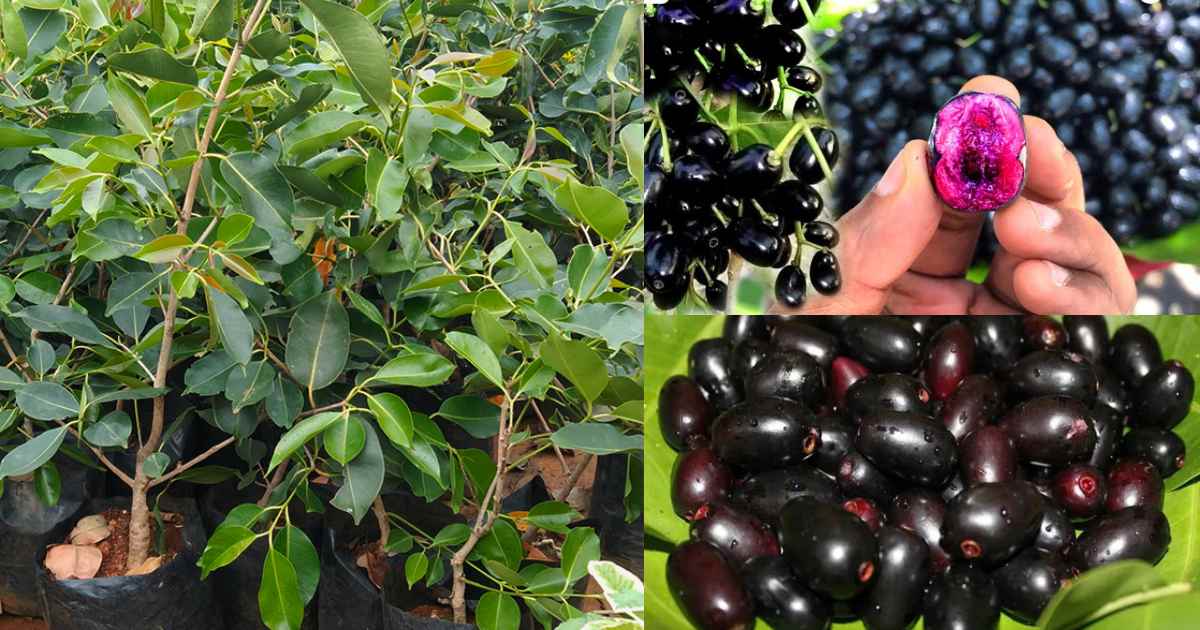 Thailand Black Njaval Plant