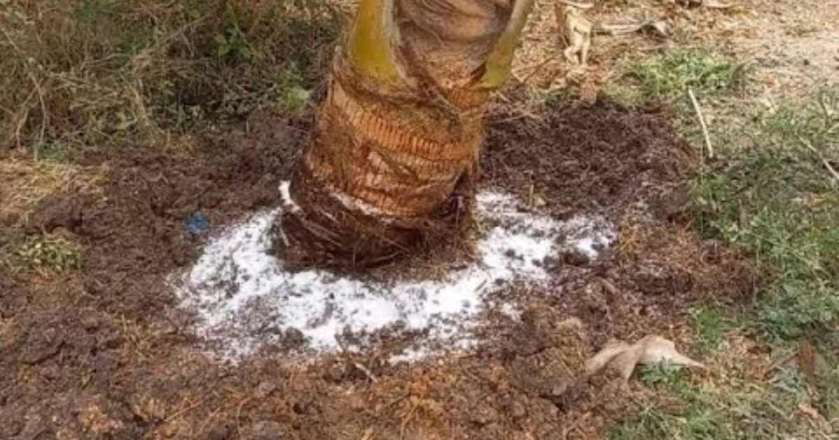 Tip to Increase coconut production