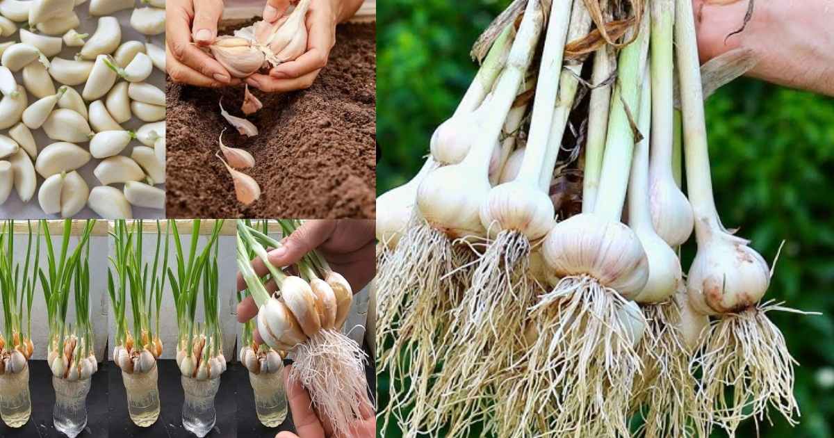 To Grow Garlic At Home Fast & Easy