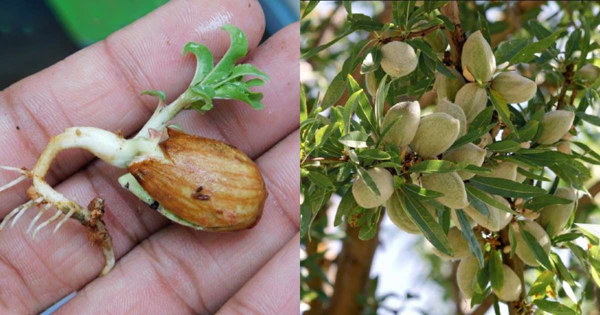 To Grow almonds tree at home