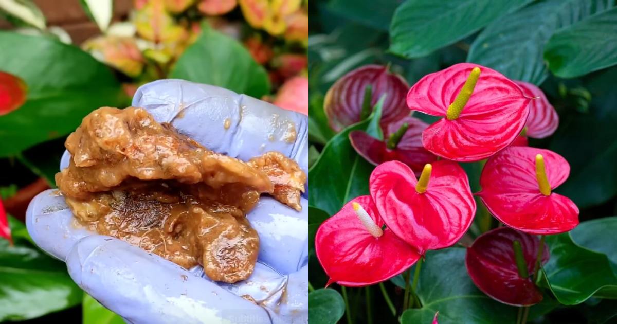 Anthurium Plant care tips
