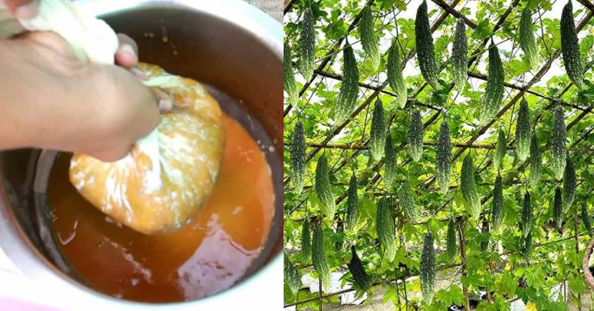 Banana Fertilizers For vegetable plant
