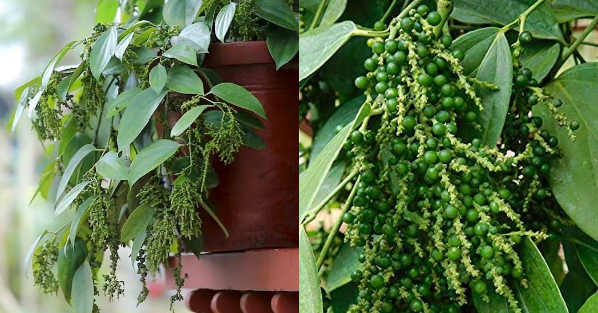 Bush Pepper cultivation in Container
