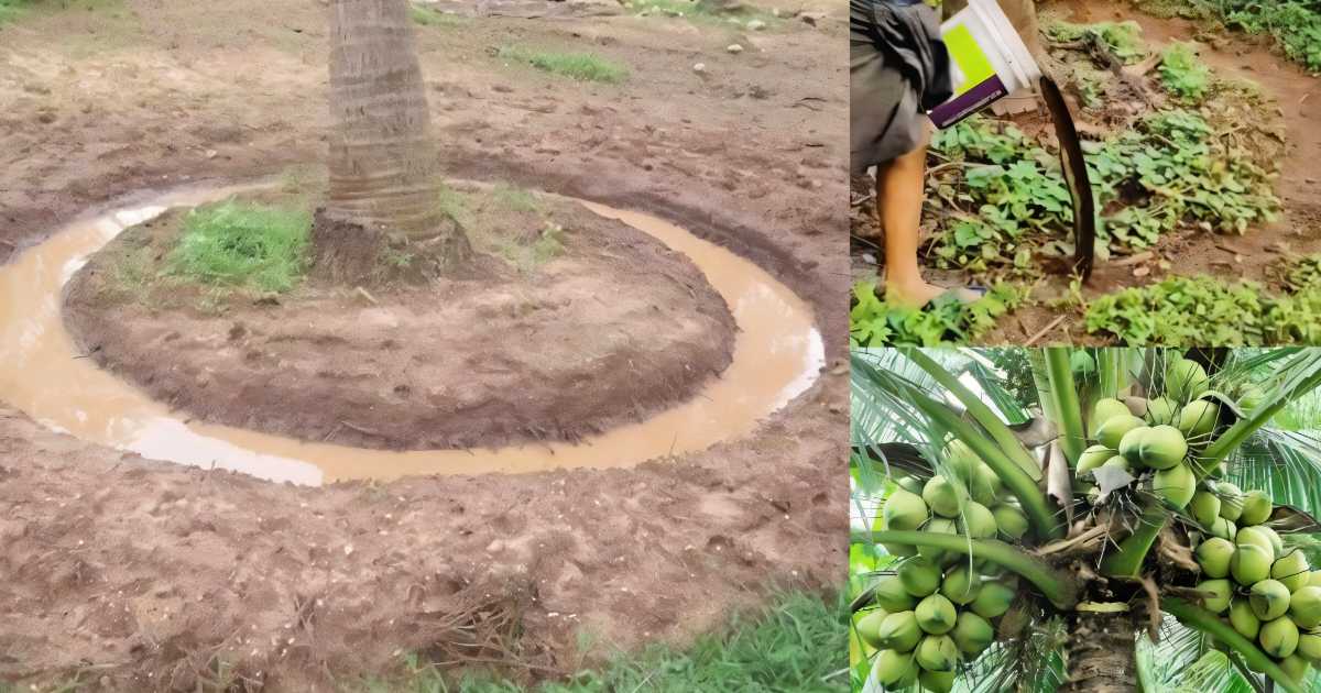 Coconut Cultivation tips at Monsoon