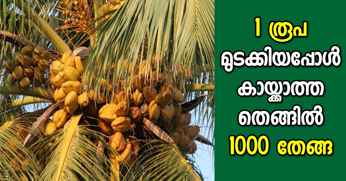 Coconut Tree Cultivation tips