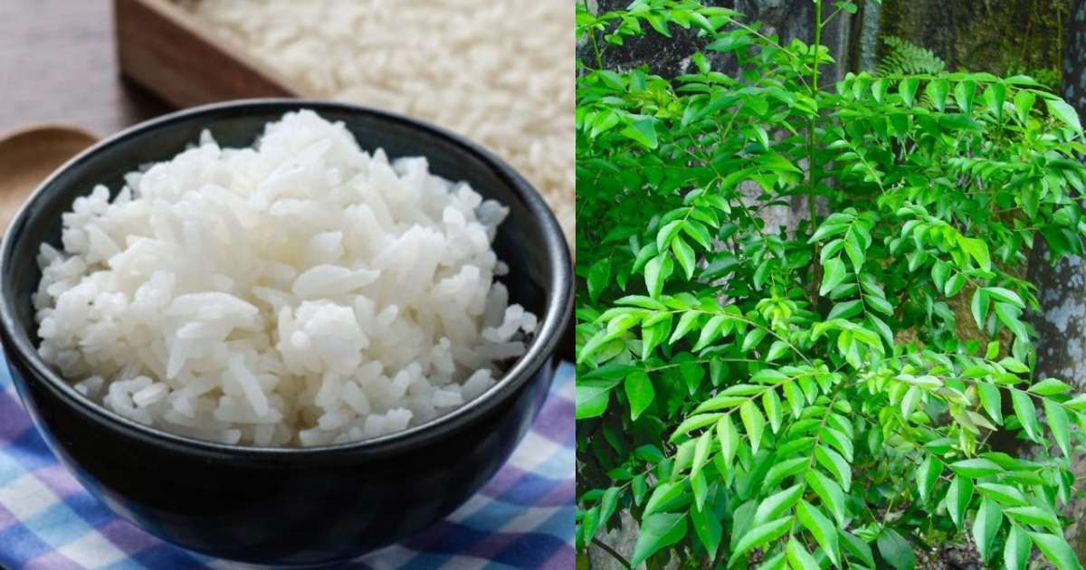 Cooked Rice For Curry leaves