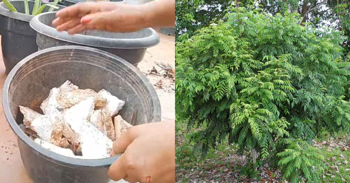 Curry leaves krishi using Thermocol