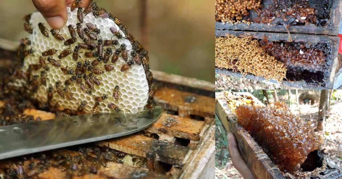 Easy Honey Farming tips