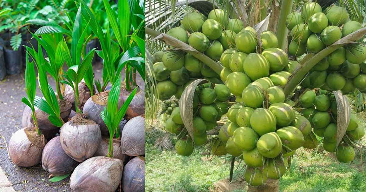 Gangabondam Coconut Trees