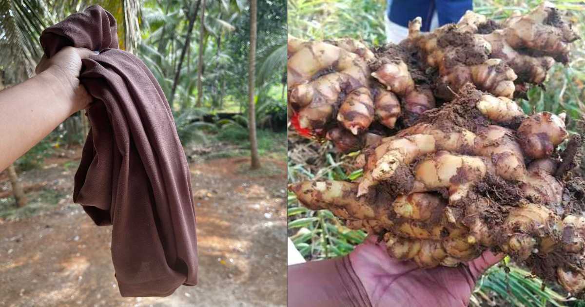 Ginger Cultivation Using Cloth