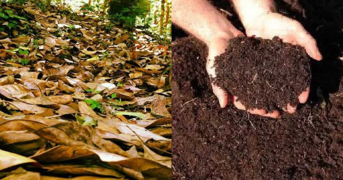 How to make compost for plants