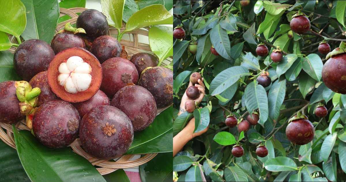 Mangosteen Plants cultivation
