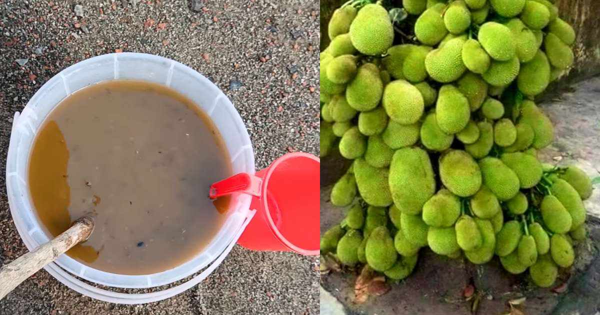 Organic Plant Fertilizer for Jackfruit