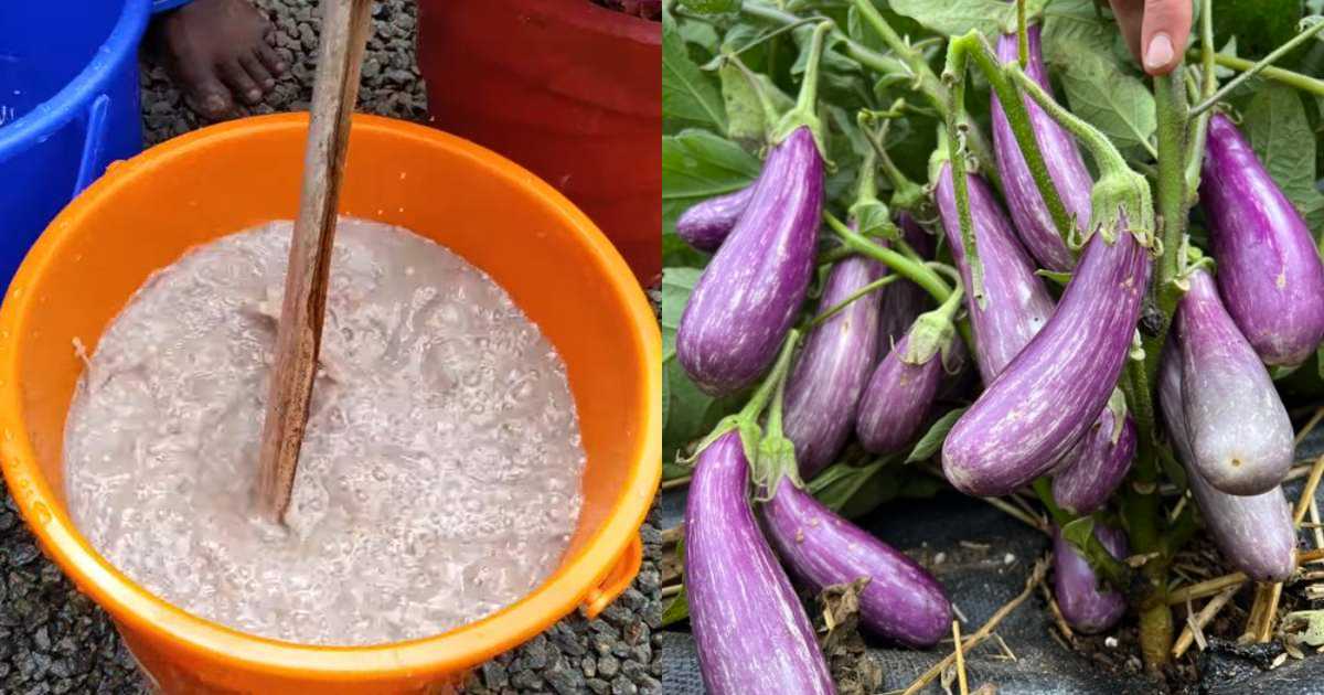 Organic fertilizer for brinjal plants