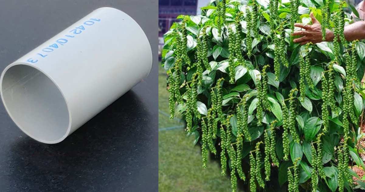 Pepper Cultivation tip using PVC Pipe