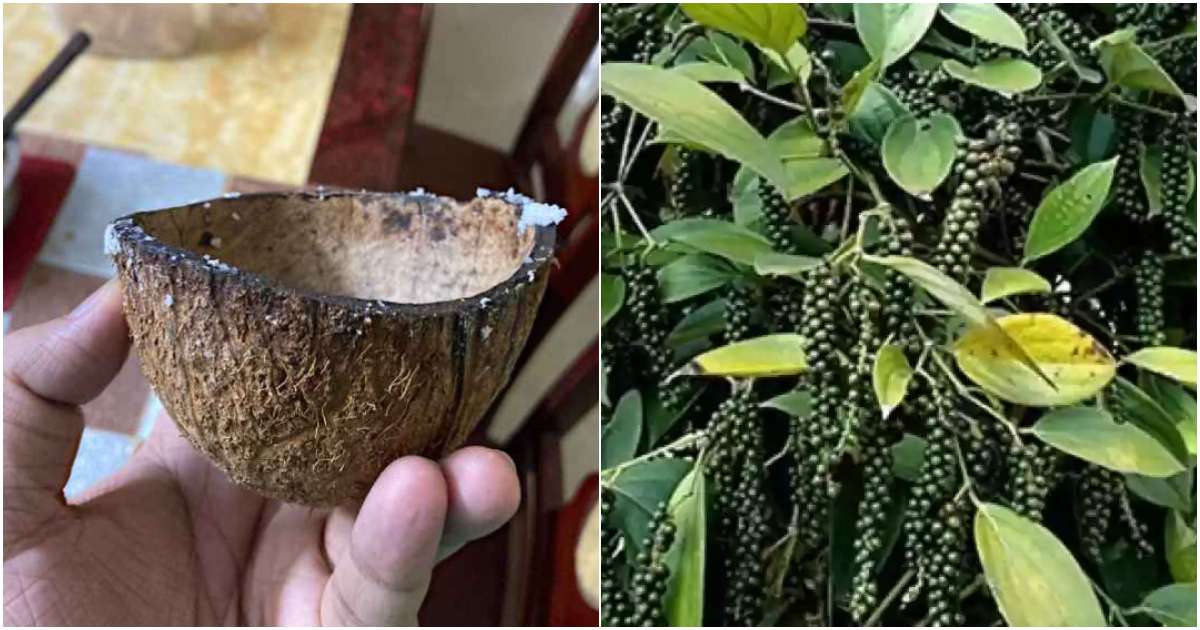 Pepper Krishi using Coconut shells