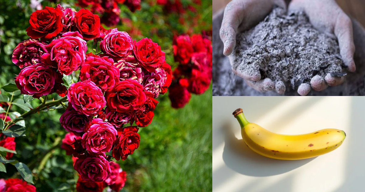 Rose Flowering Using Banana