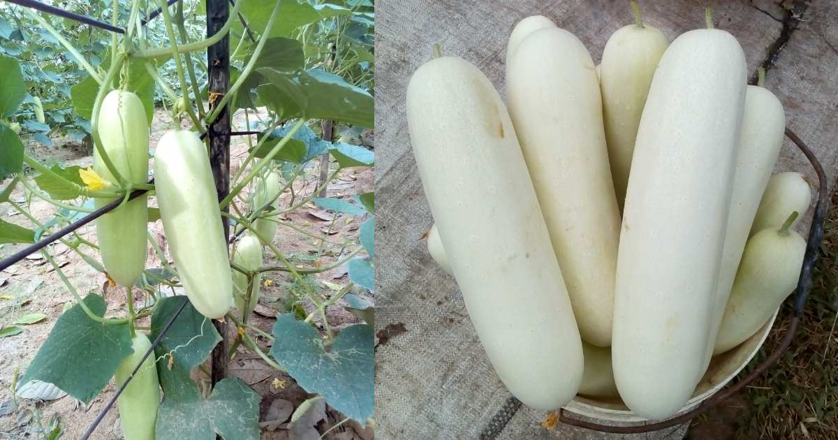 Salad Vellari Cultivation tips in Terrace