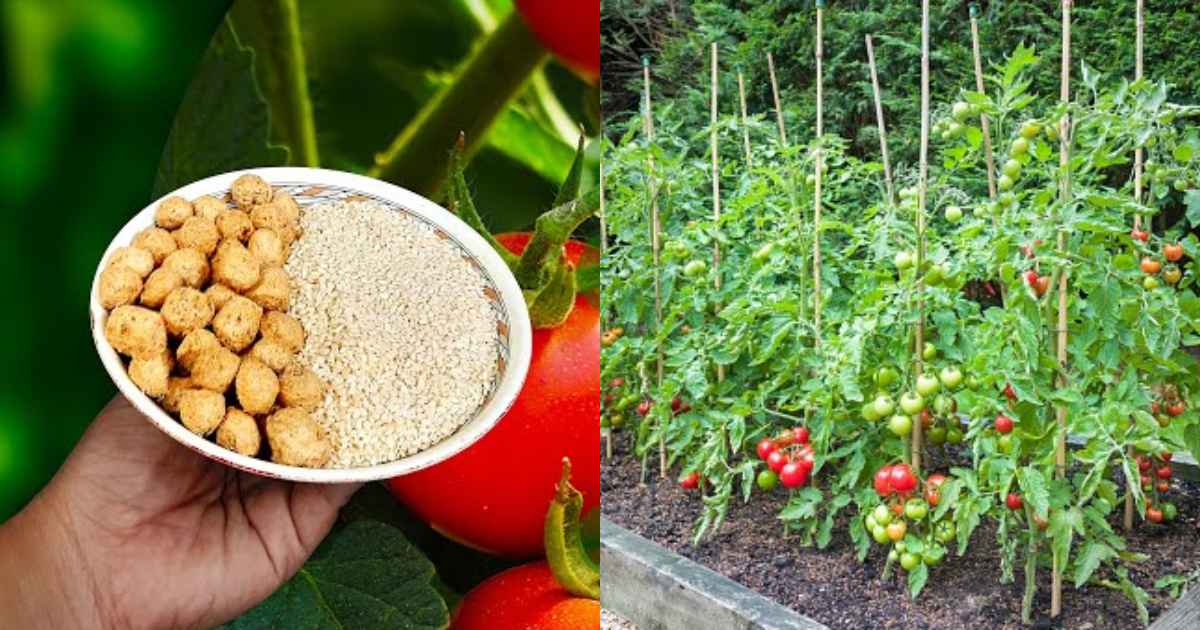 Soya Chunks Fertilizers
