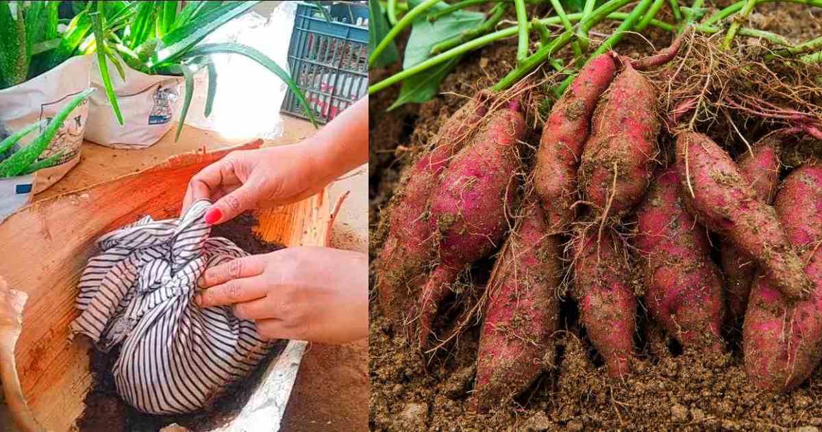 Sweet Potatto Krishi Tip