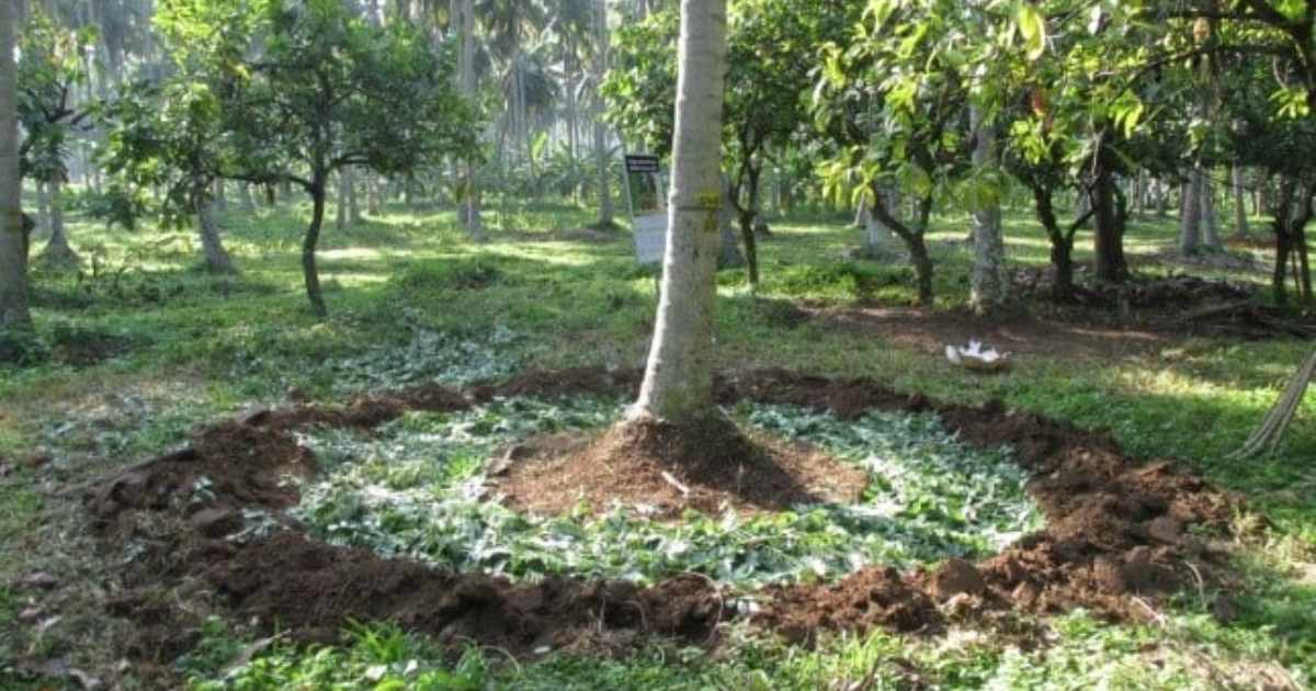 Thengu krishi valam in monsoon