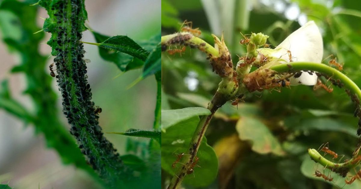 To Get Rid of Ants