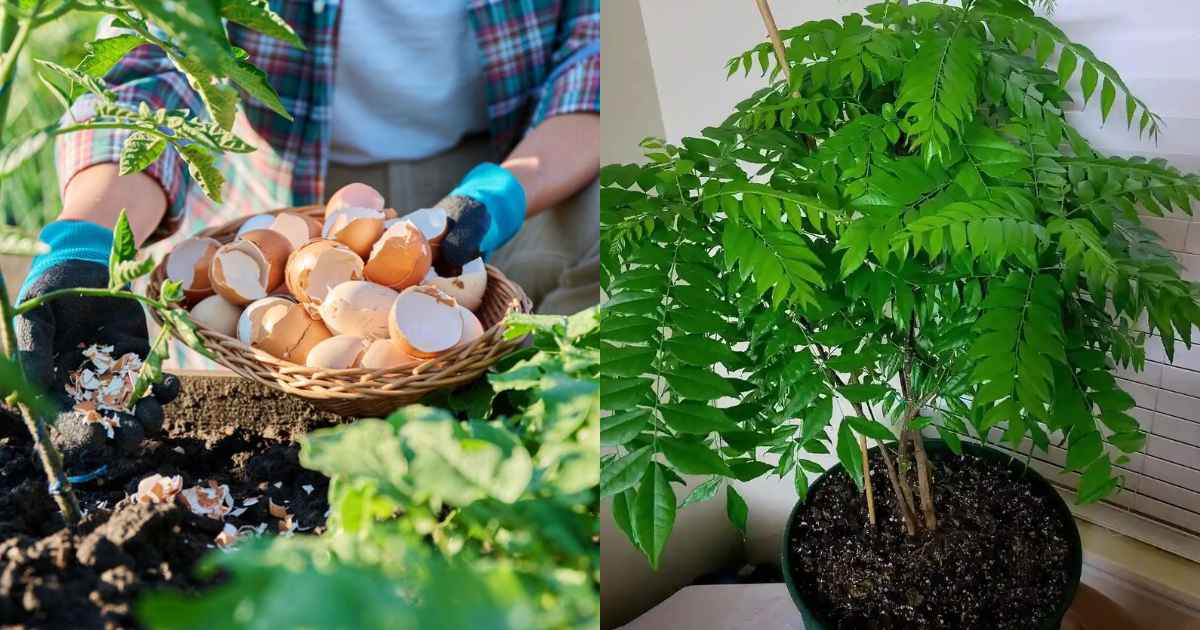 To grow curry leaves plants