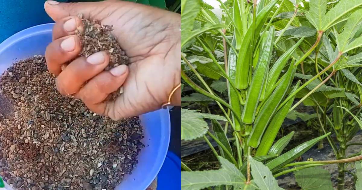 Vendakka krishi easy tips
