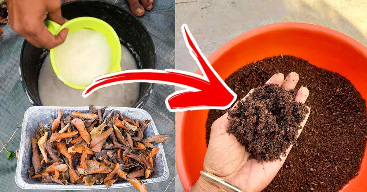 Zero Cost Fertilizers
