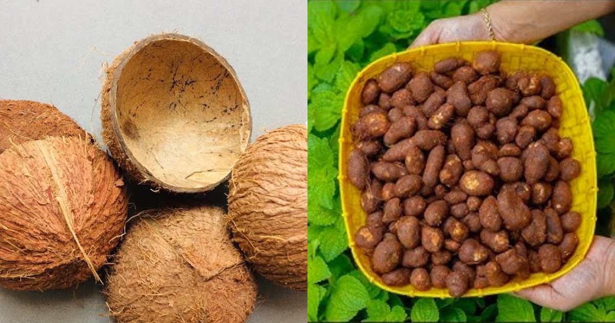 koorkka krishi tip using coconut shell